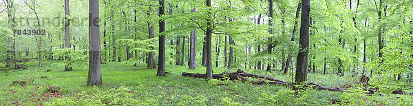 Panorama Wald Holz Buche Buchen