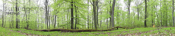 Panorama  Buchenwald (Fagus sylvatica)  Frühjahr  einige Tage nach dem Blattaustrieb