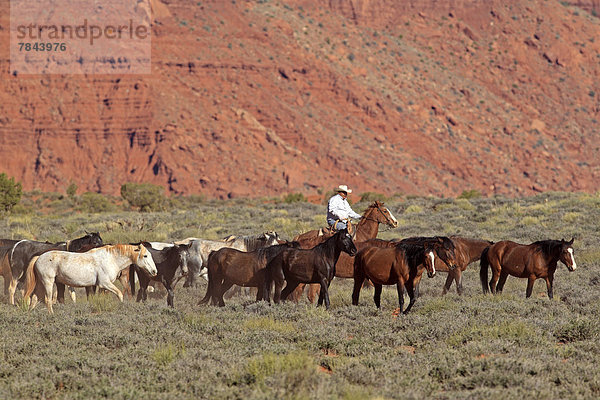 Navajo-Cowboy mit Mustangs