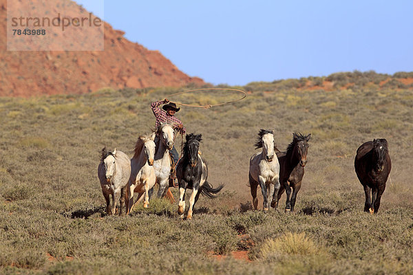 Navajo Cowboy reitet auf Mustang  treibt Herde von Mustangs