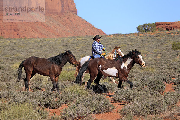 Navajo Cowboy reitet auf Mustang  treibt Herde von Mustangs