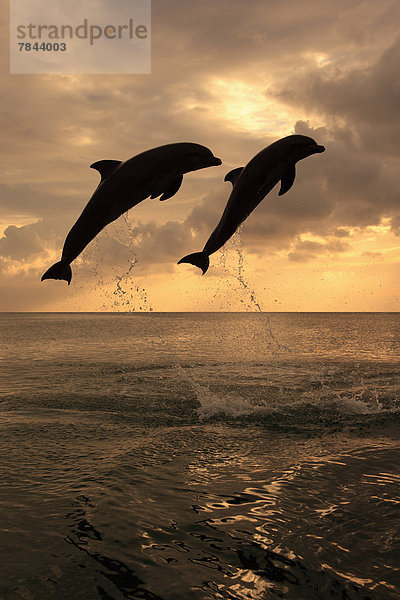 Großer Tümmler (Tursiops truncatus)  zwei springende Delfine in Abenddämmerung  captive