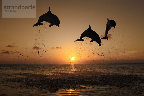 Große Tümmler (Tursiops truncatus)  drei springende Delfine bei Sonnenuntergang  captive