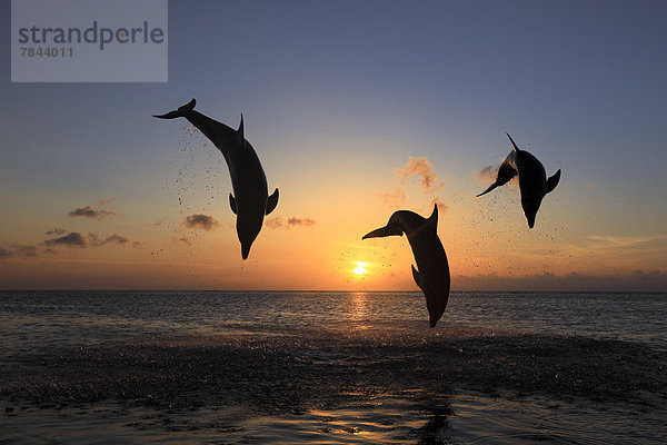 Große Tümmler (Tursiops truncatus)  drei springende Delfine bei Sonnenuntergang  captive