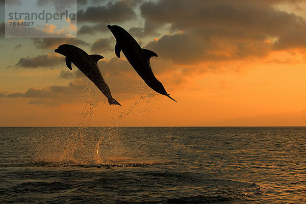 Große Tümmler (Tursiops truncatus)  zwei springende Delfine in Abenddämmerung  captive