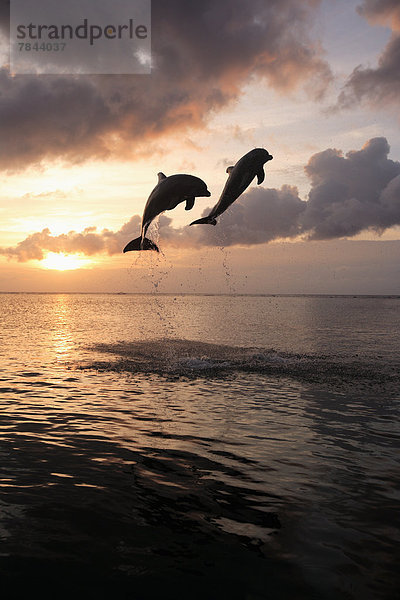 Große Tümmler (Tursiops truncatus)  zwei springende Delfine bei Sonnenuntergang  captive