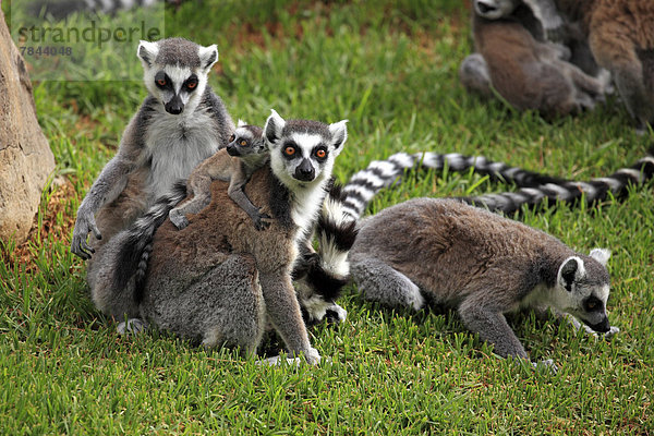 Kattas (Lemur catta)  Weibchen trägt Jungtier auf Rücken  captive