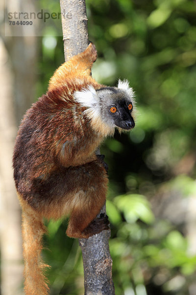 Mohrenmaki (Eulemur macaco)  Weibchen auf Baum