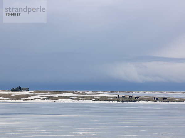 Island  Blick auf Snaefellsnes  Islandpferde  Ponys auf verschneiter Weide mit altem Ruinenhaus