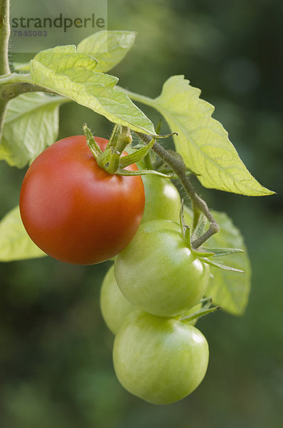Deutschland  Bayern  Grüne und rote Tomate auf Ast  Nahaufnahme