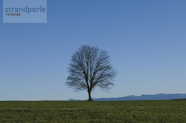 Deutschland  Bayern  Ansicht der Landschaft mit Einzelbaum