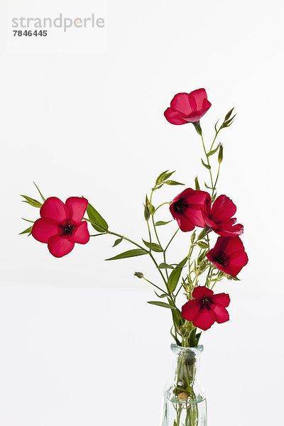 Red flax flower against white background close up