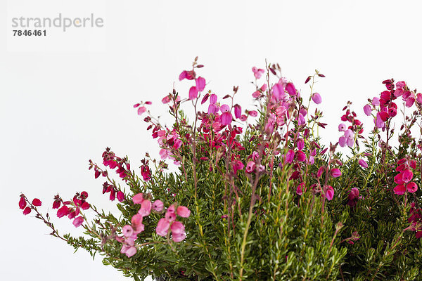 Bell heather flower against white background  close up
