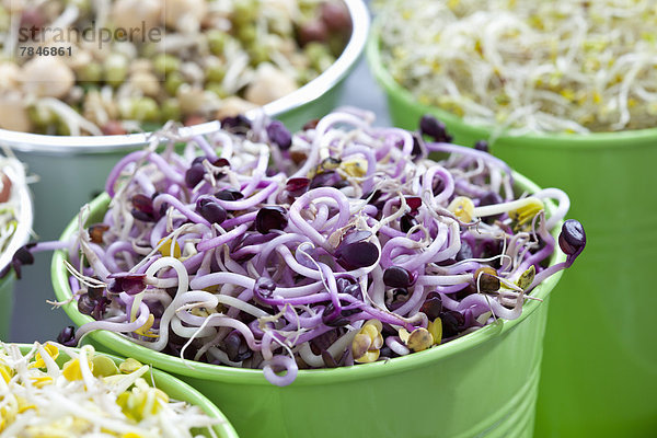Mixed vegetable sprouts in container  close up