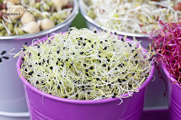 Mixed sprouts in container  close up