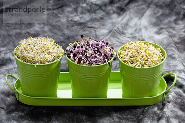Various sprouts in container  close up