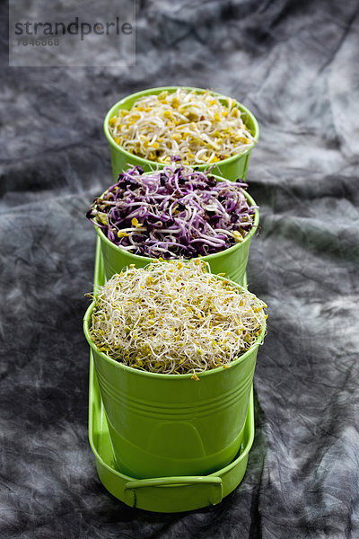 Various sprouts in container  close up
