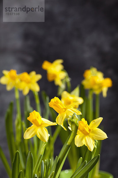 Dwarf narcissus flowers  close up