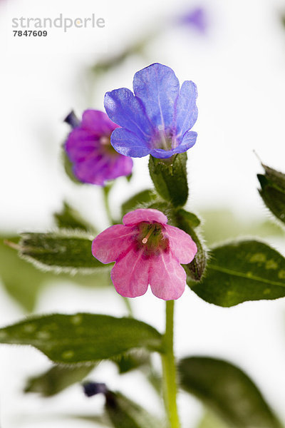 Lungwort flowers against white background  close up