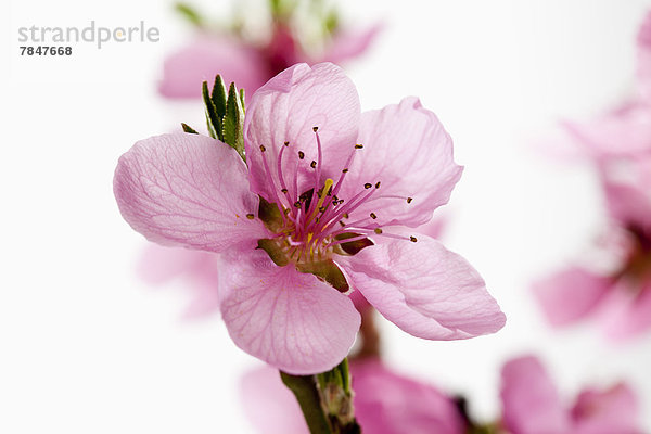 Peach blossoms against white background  close up