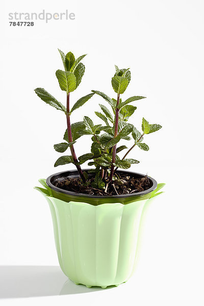Potted plant of Moroccan mint on white background  close up