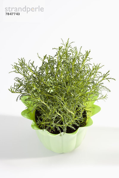 Potted plant of olive herb on white background  close up