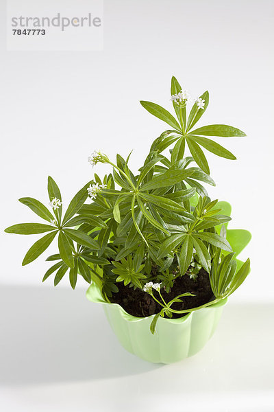Potted plant of woodruff on white background  close up