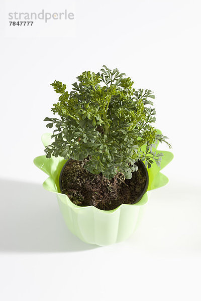 Potted plant of Common Rue on white background  close up
