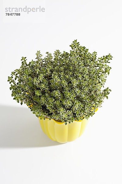 Topfpflanze aus Zitronenthymian auf weißem Grund  Nahaufnahme