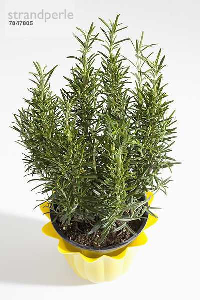 Potted plant of rosemary herb on white background  close up