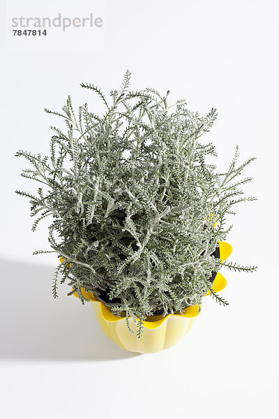 Potted plant of Gray Santolina herb on white background  close up