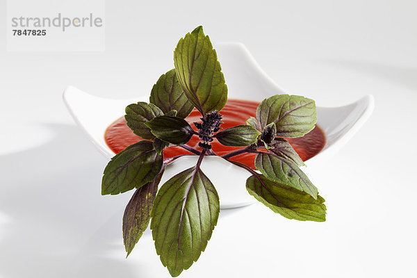 Basil herb with plate of tomato soup on white background  close up