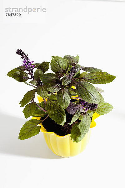 Potted plant of basil herb on white background  close up