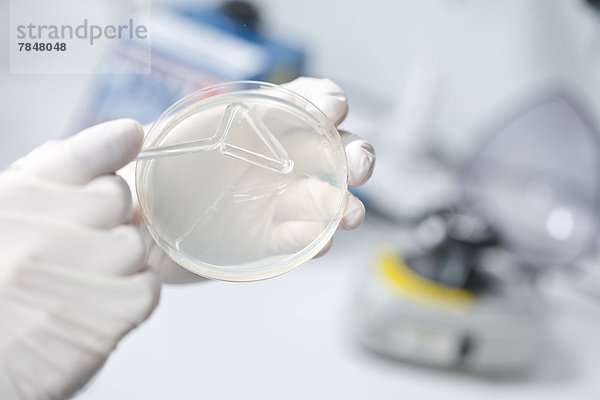 Deutschland  Junge Wissenschaftlerin untersucht Bakterien in Petri Desh
