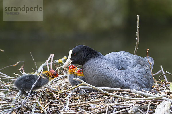 Deutschland  Bayern  Blässhuhn mit Küken im Nest