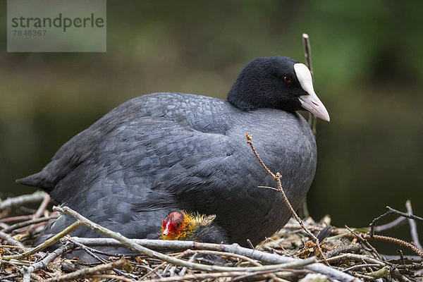 Deutschland  Bayern  Blässhuhn mit Küken im Nest