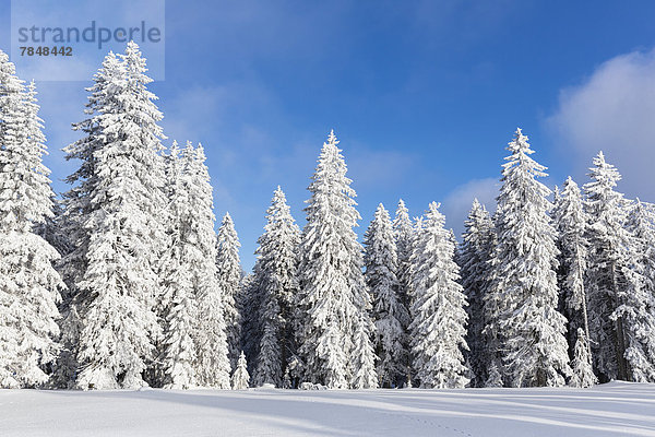 Deutschland  Bayern  Schneebedeckte Bäume im Bayerischen Wald