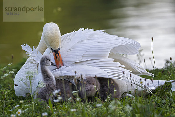 Europa  Deutschland  Bayern  Schwan mit Küken auf Gras