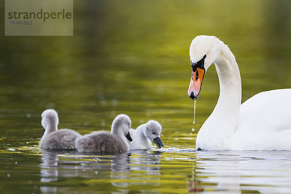 Europa  Deutschland  Bayern  Schwan mit im Wasser schwimmenden Küken