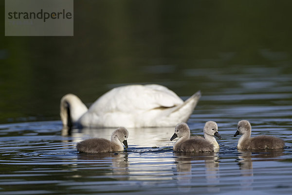 Europa  Deutschland  Bayern  Schwan mit im Wasser schwimmenden Küken