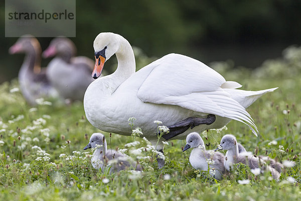 Europa  Deutschland  Bayern  Schwan mit Küken und Graugans im Hintergrund