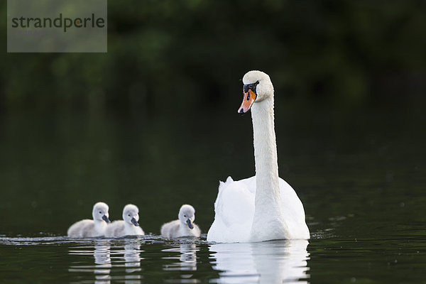 Europa  Deutschland  Bayern  Schwan mit im Wasser schwimmenden Küken