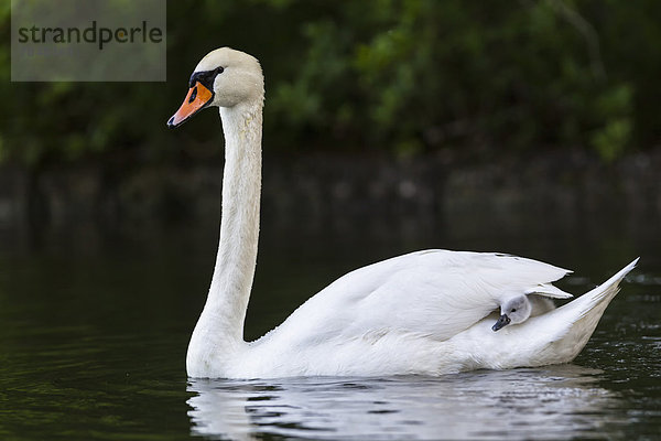 Europa  Deutschland  Bayern  Schwan mit im Wasser schwimmenden Küken