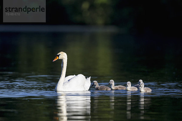 Europa  Deutschland  Bayern  Schwan mit im Wasser schwimmenden Küken