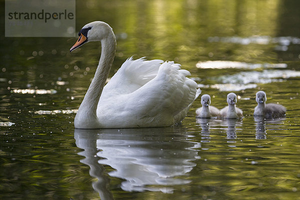 Europa  Deutschland  Bayern  Schwan mit im Wasser schwimmenden Küken