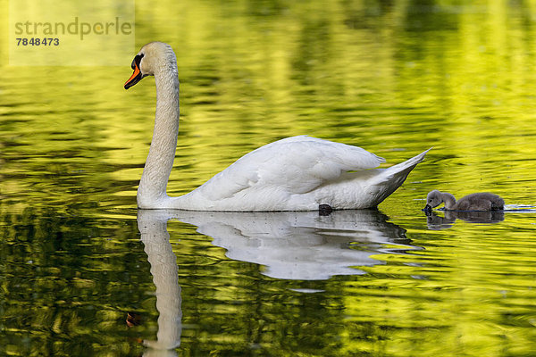 Europa  Deutschland  Bayern  Schwan mit im Wasser schwimmenden Küken