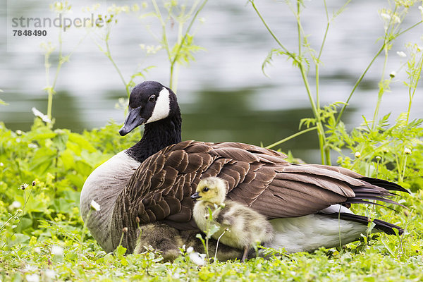 Europa  Deutschland  Bayern  Kanada Gans mit Küken auf Gras