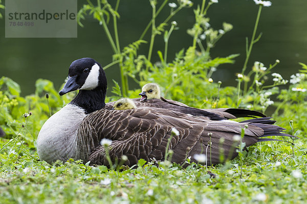 Europa  Deutschland  Bayern  Kanada Gans mit Küken auf Gras