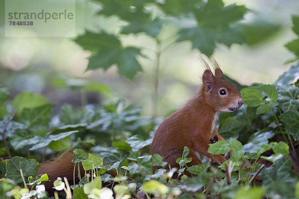 Deutschland  Bayern  Rotes Eichhörnchen im Wald