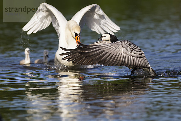 Deutschland  Bayern  Schwan mit Küken verkauft Nonnengans